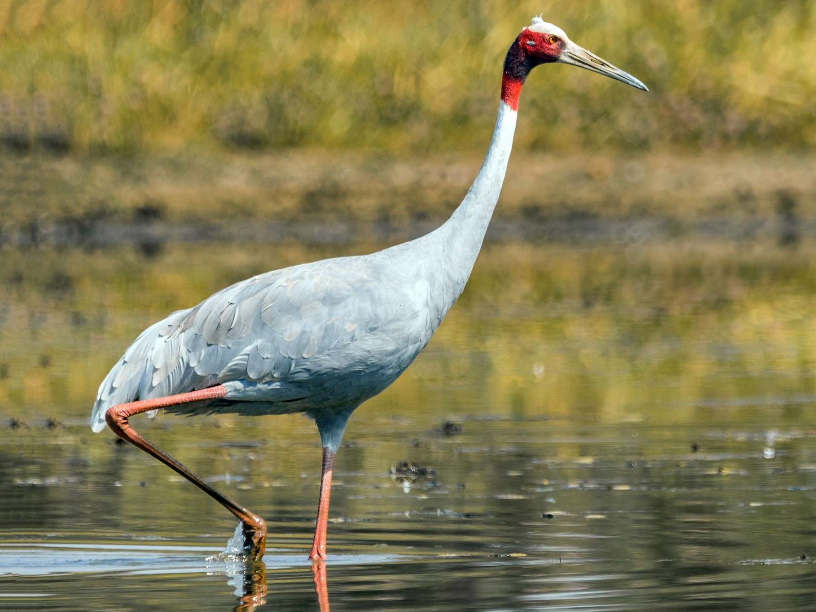 Sarus Crane