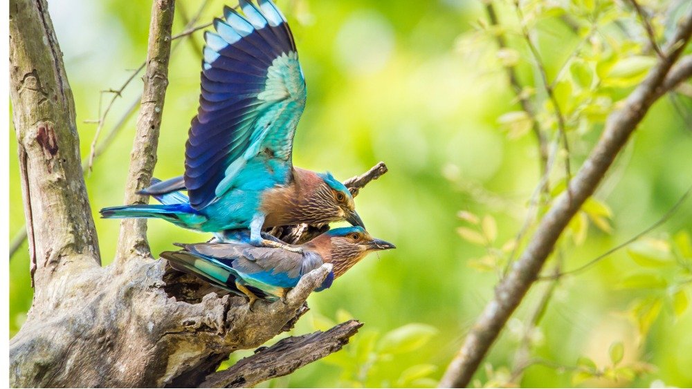 Indian Roller