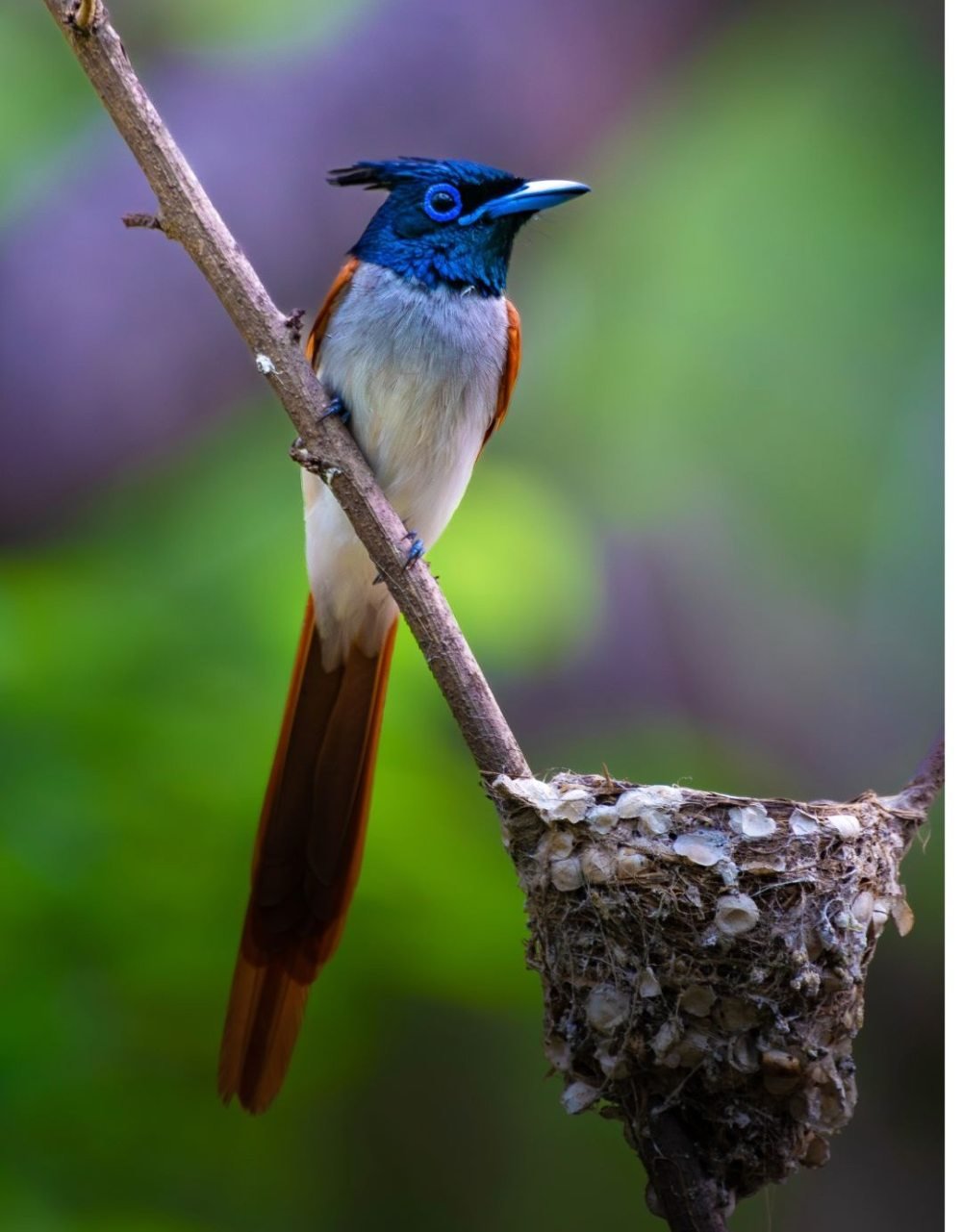 Flycatcher