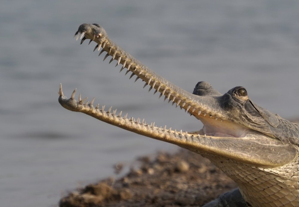 Chambal Safari