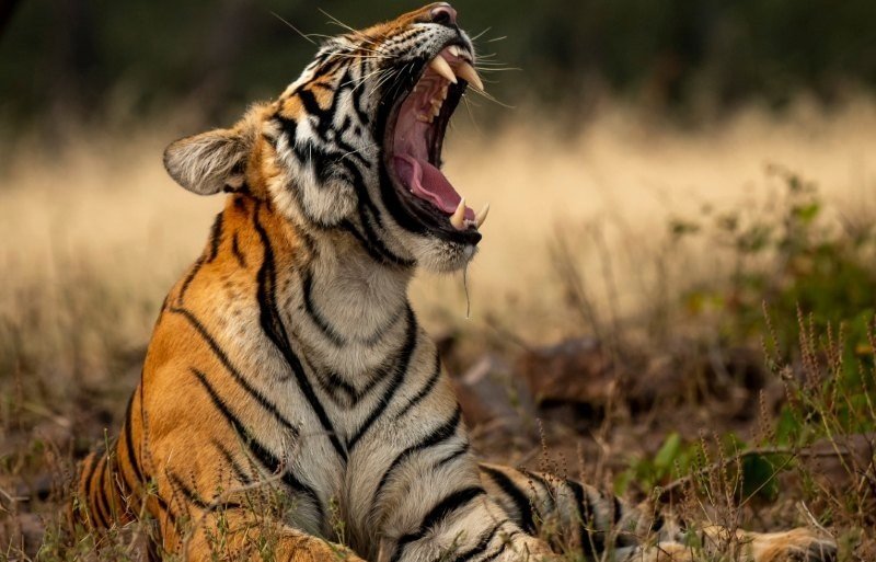 Ranthambore Safari