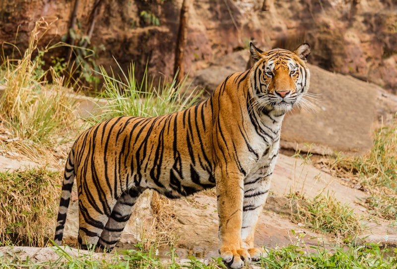 Tiger Closeup