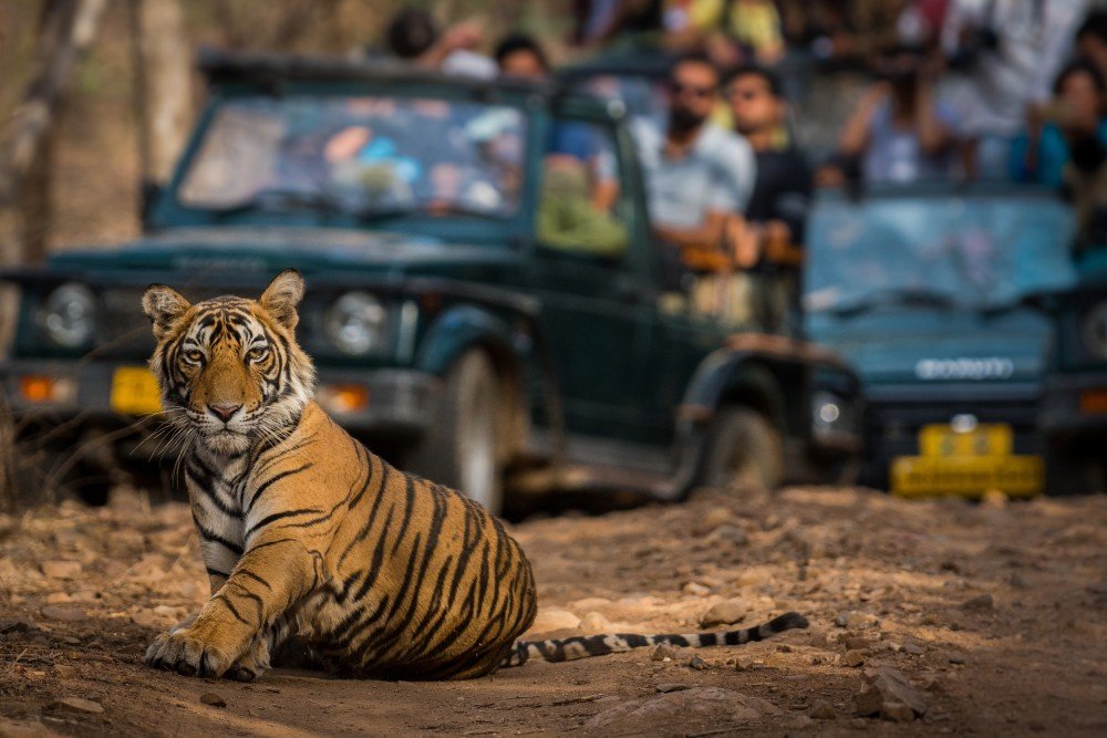 Tiger in Grass