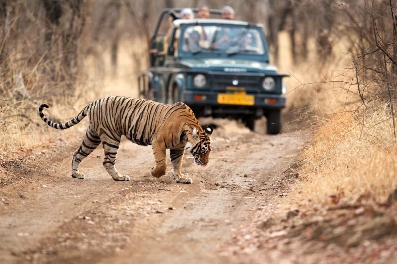 Ranthambore National Park